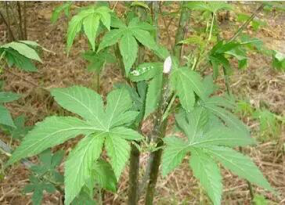 天然甜味劑的未來：甜茶苷、甘草甜素或將大